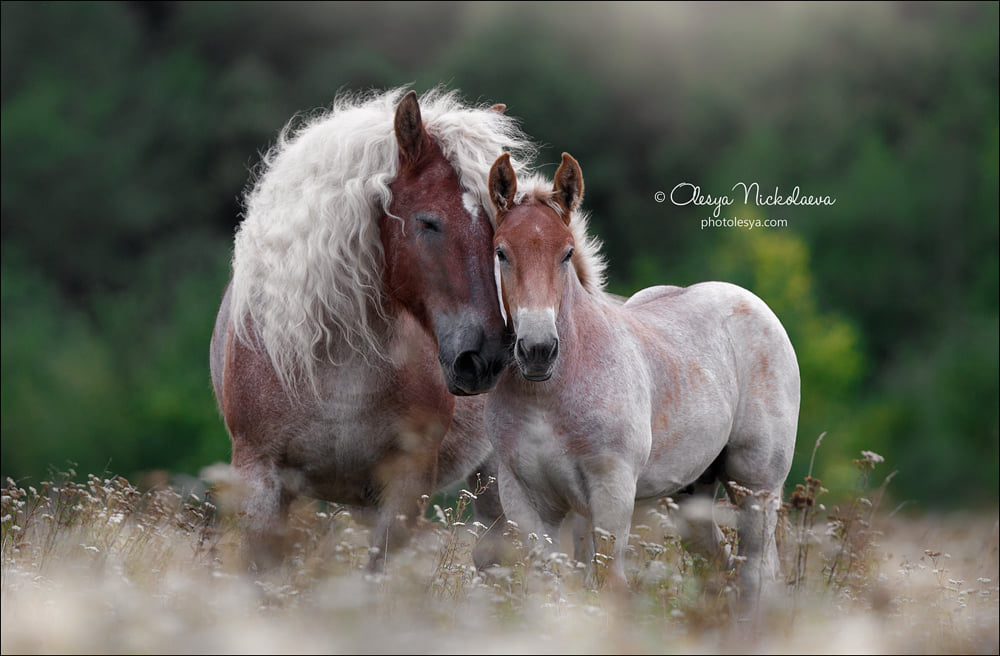 Belgian Draft Horses